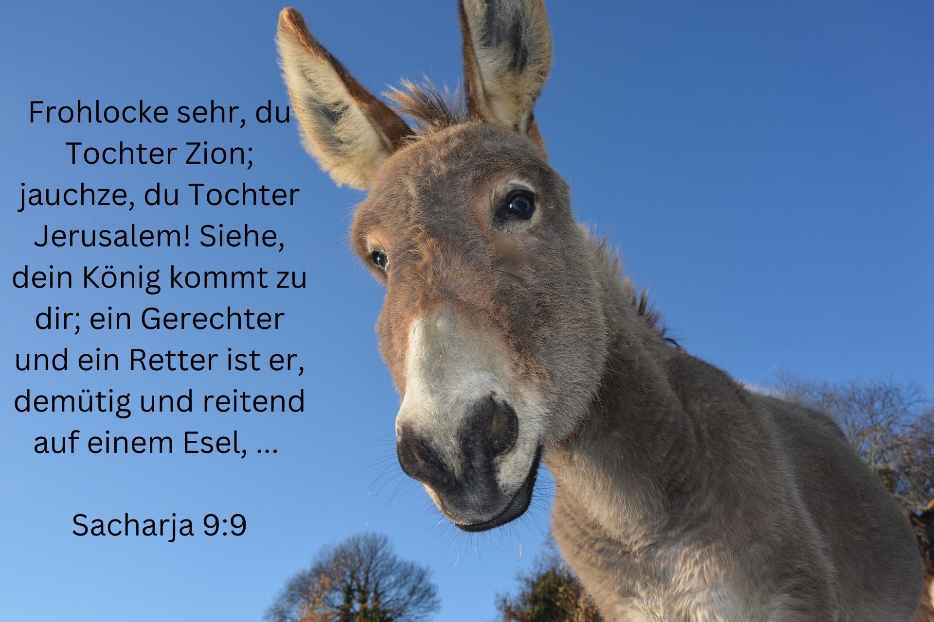 Sacharja 9: 9-17